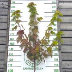 Javor freemanov (Acer Freemanii) JEFFERSRED ´AUTUMN BLAZE´® - výška 130-150 cm, C10L